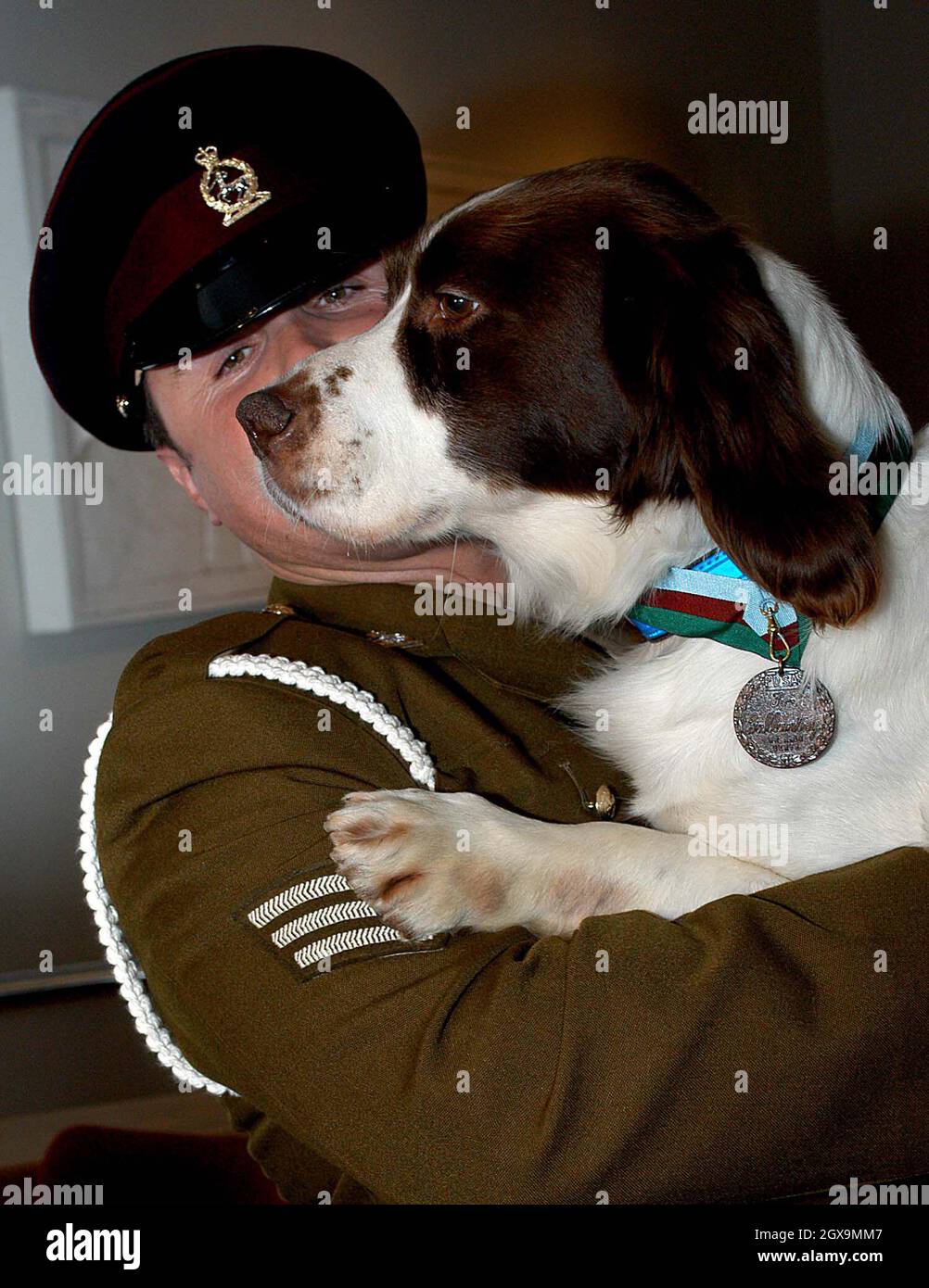 Il cane dell'esercito britannico Buster con il suo gestore Sergent Danny Morgan, mostrando fuori i suoi animali ' Victoria Cross' gli ha presentato per la sua devoition eccezionale al dovere durante il recente conflitto in Iraq. La cerimonia ha avuto luogo presso il Museo Imperiale della Guerra, Lambeth. Foto Stock