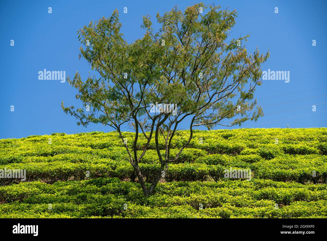 Bellissima piantagione di tè. Vegetazione lussureggiante, campi verdi, produzione biologica. Sfondo bellissimo. Foto Stock