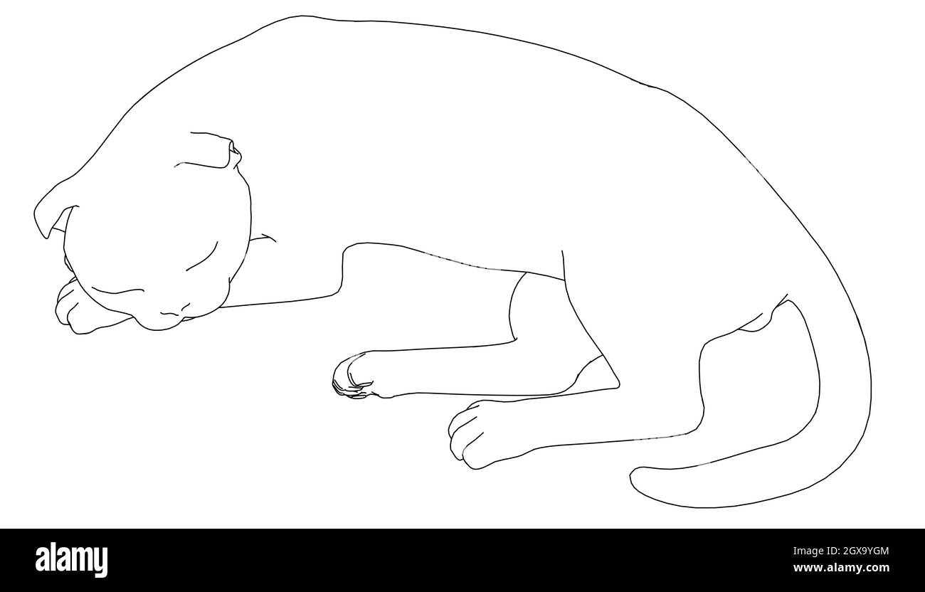 Contorno di un gatto addormentato da linee nere isolate su sfondo bianco. Illustrazione vettoriale. Illustrazione Vettoriale