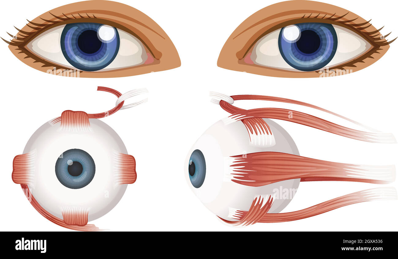 Anatomia umana del bulbo oculare Illustrazione Vettoriale