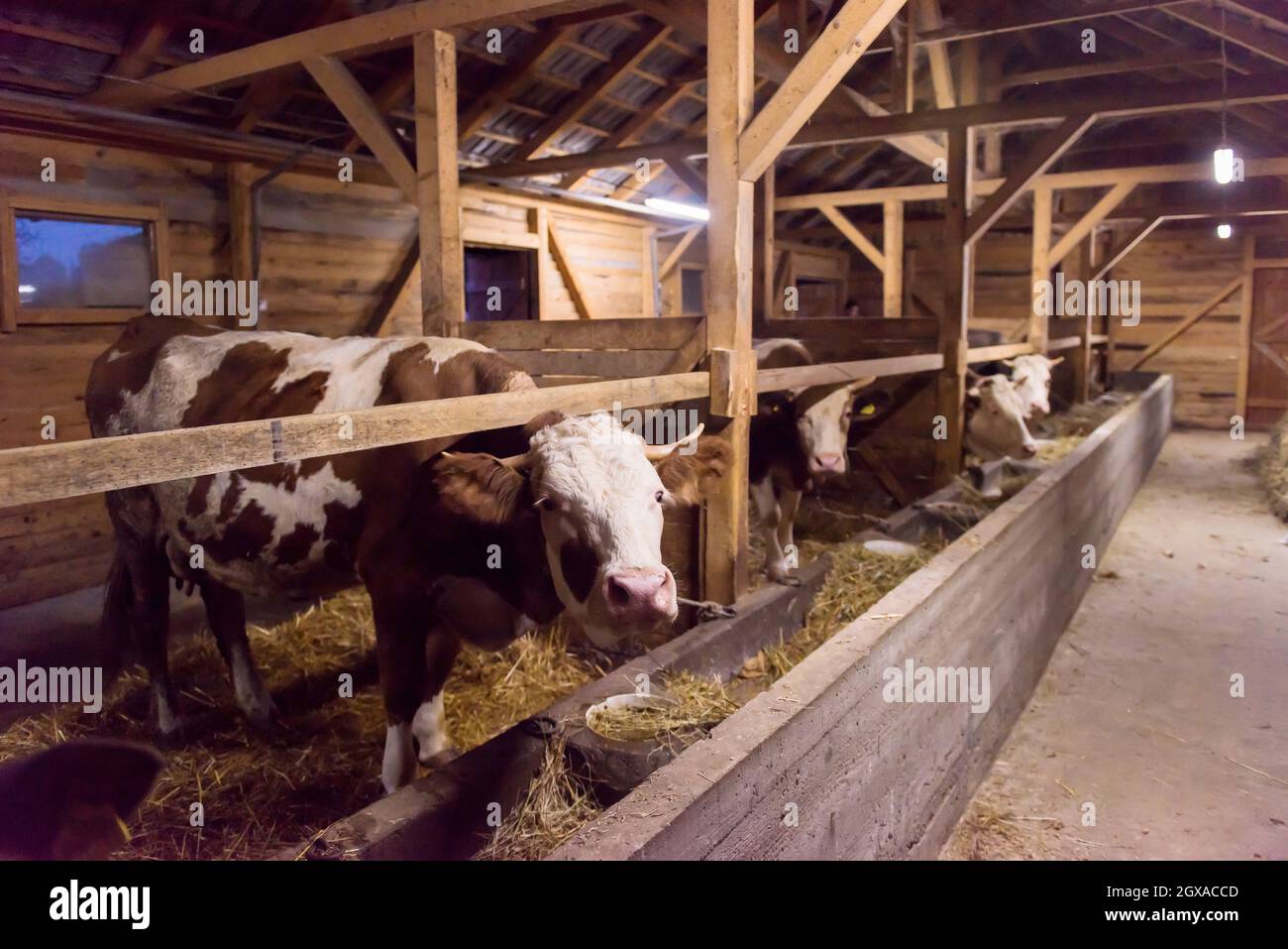 Agricoltura Industria, l'agricoltura e la zootecnia concetto mandria di mucche mangiano fieno in stalla su Dairy Farm Foto Stock