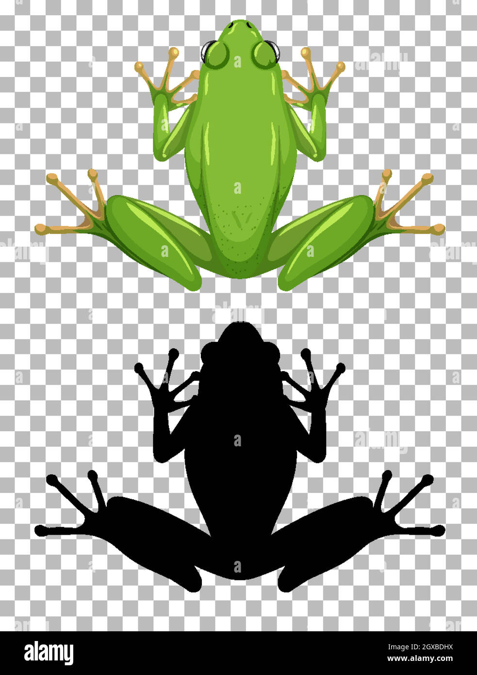 Rana bianca con la sua silhouette isolata su sfondo bianco Illustrazione Vettoriale