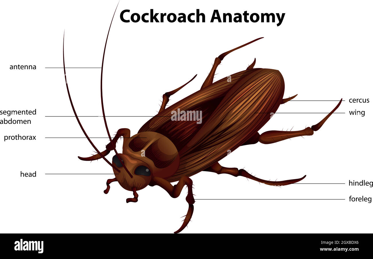 Anatomia del cockroach Illustrazione Vettoriale