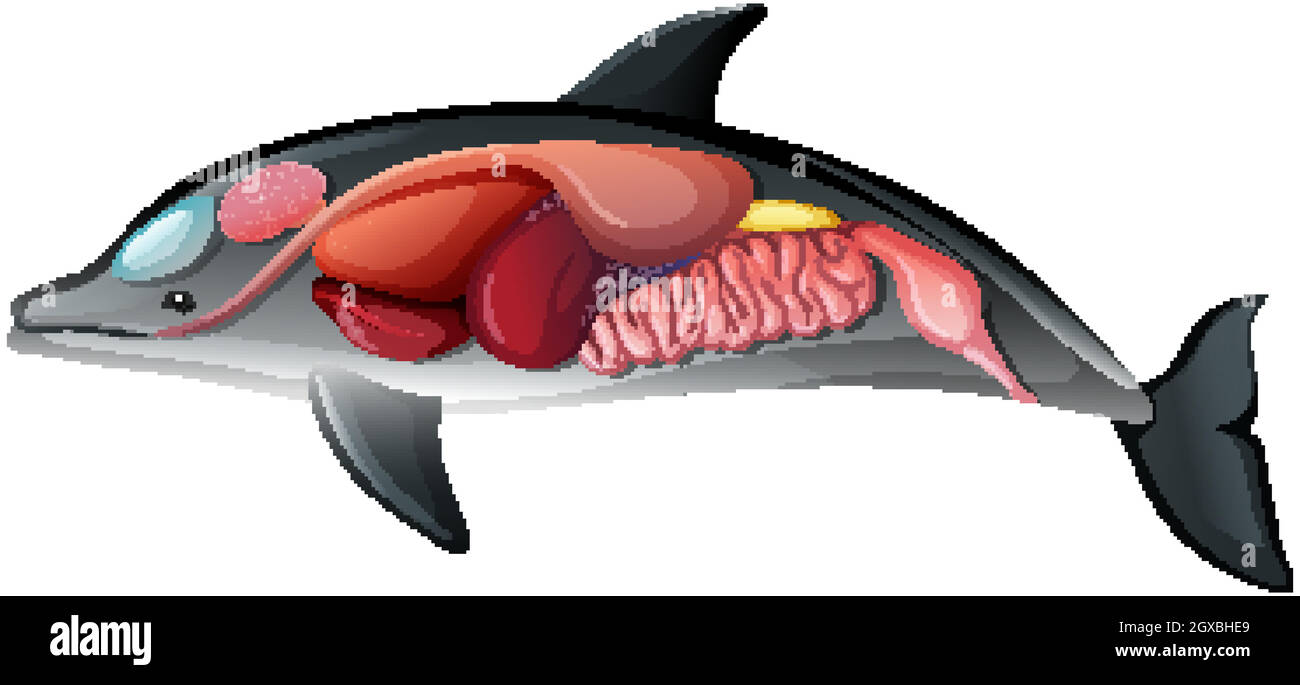 Anatomia interna di un Delfino isolato su sfondo bianco Illustrazione Vettoriale Anatomia interna di un Delfino isolato su sfondo bianco Illustrazione Vettoriale