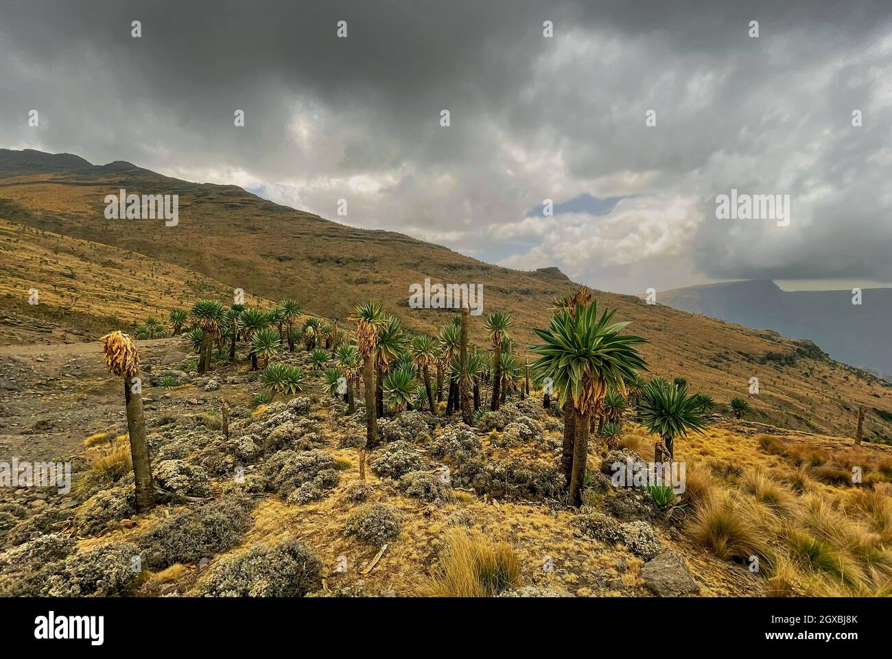 Simien Mountains - bellissimo paesaggio di montagna unico da Nord Etiopia altopiani, Etiopia. Foto Stock