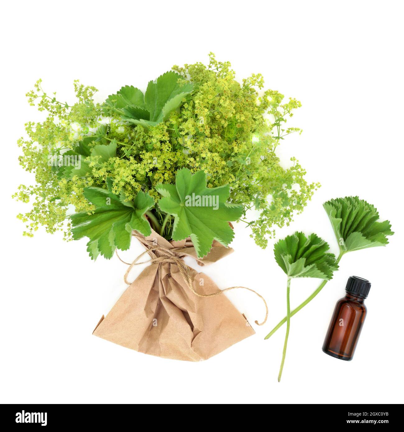 Ladys mantello erba con olio essenziale. La medicina vegetale per trattare i problemi mestruali e menopausali, è un antinfiammatorio e astringente . Foto Stock