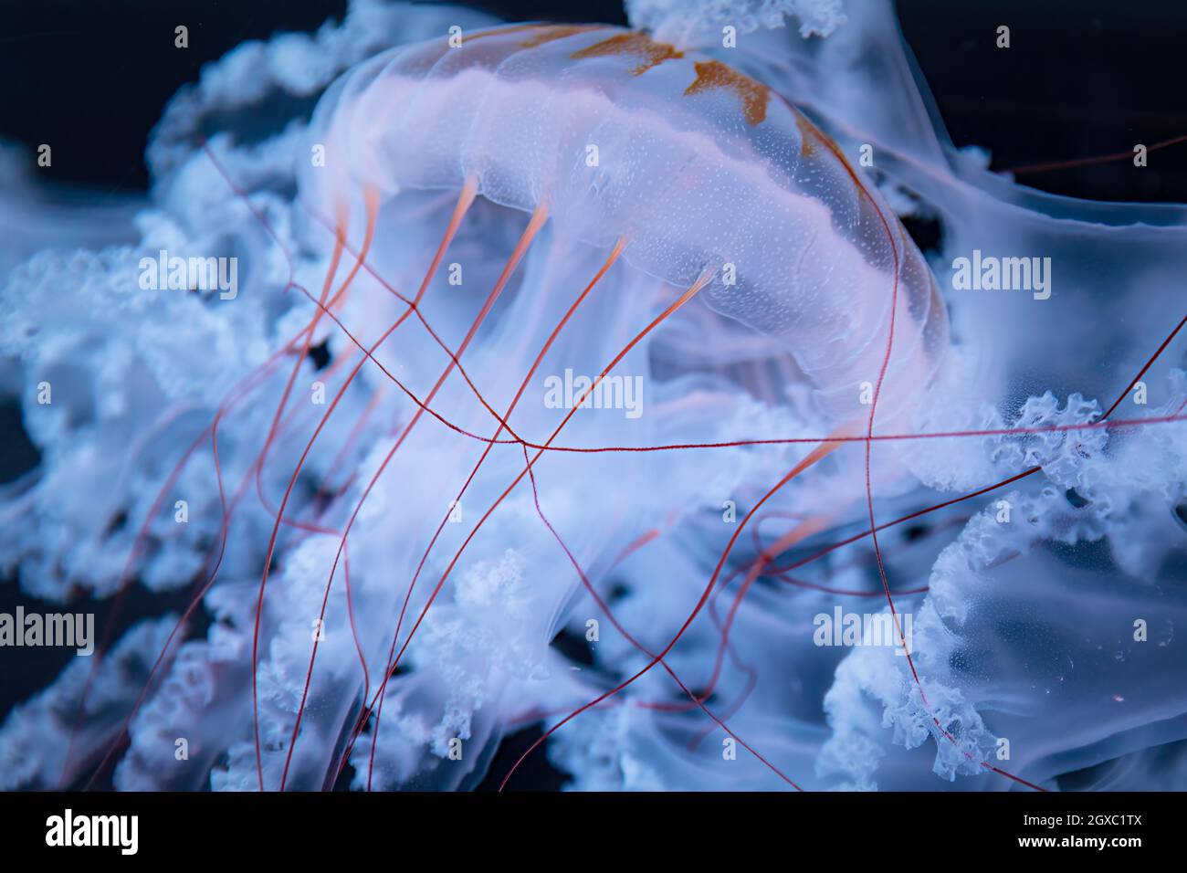 Ortica di mare sudamericana (Chrysaora plocamia) Foto Stock