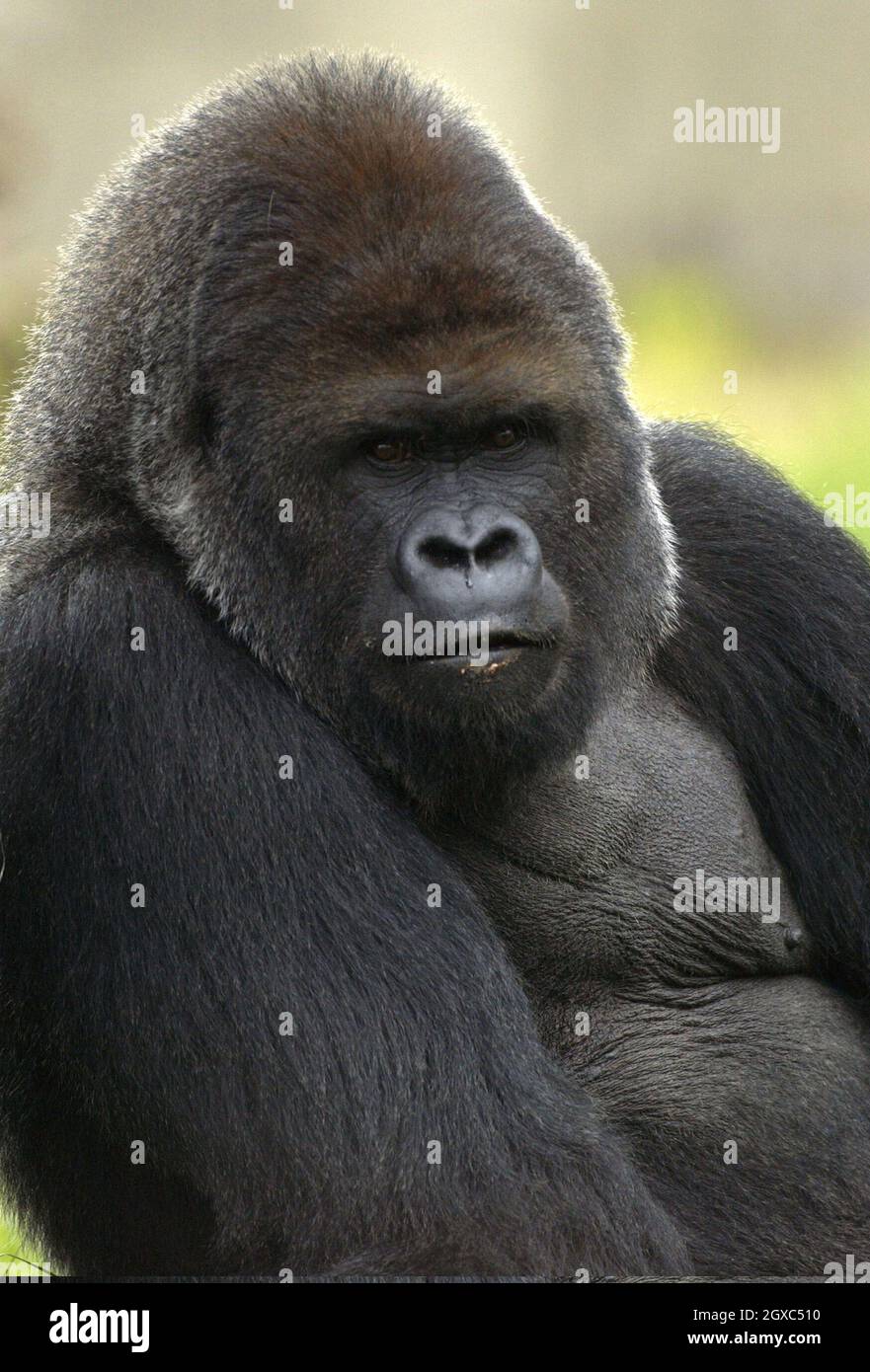 Zaire, la gorilla femminile di 33 anni, si trova nel nuovo regno di Gorilla allo Zoo di Londra, aperto dal principe Filippo, duca di Edimburgo il 29 marzo 2007 a Londra. Foto Stock