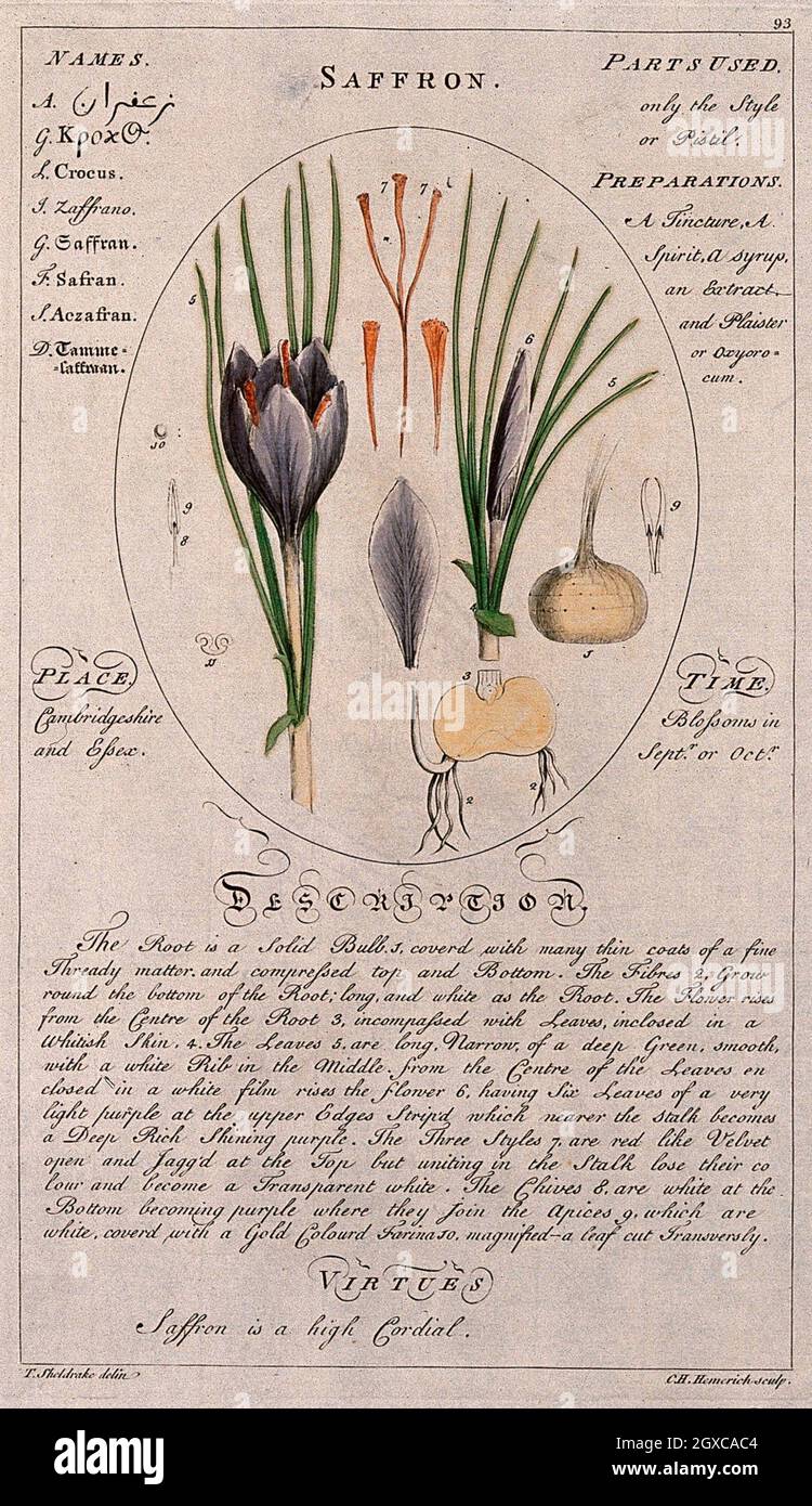 Croco di zafferano (Crocus sativus L.): Stelo da fiore con segmenti  floreali e bulbo separati e descrizione della pianta e dei suoi usi. Linea  colorata Foto stock - Alamy