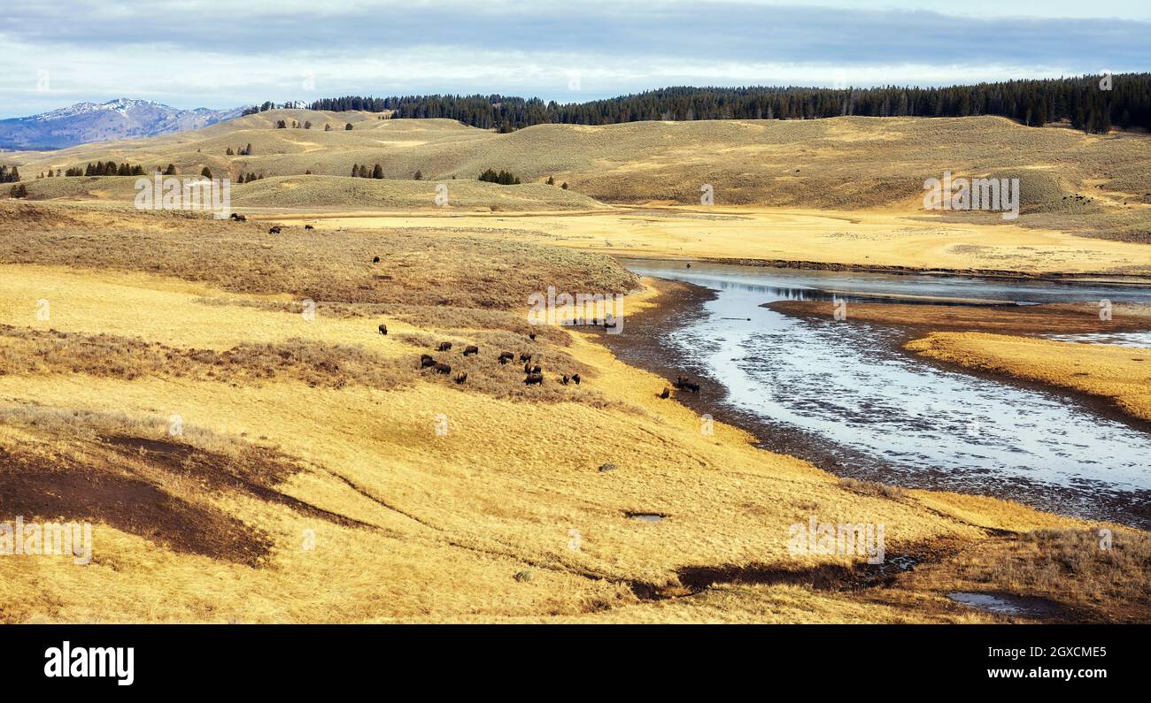 Parco Nazionale di Yellowstone vasto paesaggio, Wyoming, USA. Foto Stock