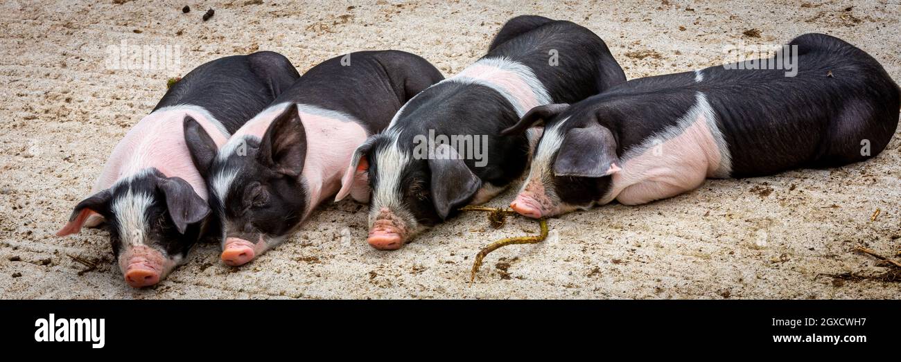 Un gruppo di suini saddleback tutti accoccolati insieme. Foto Stock