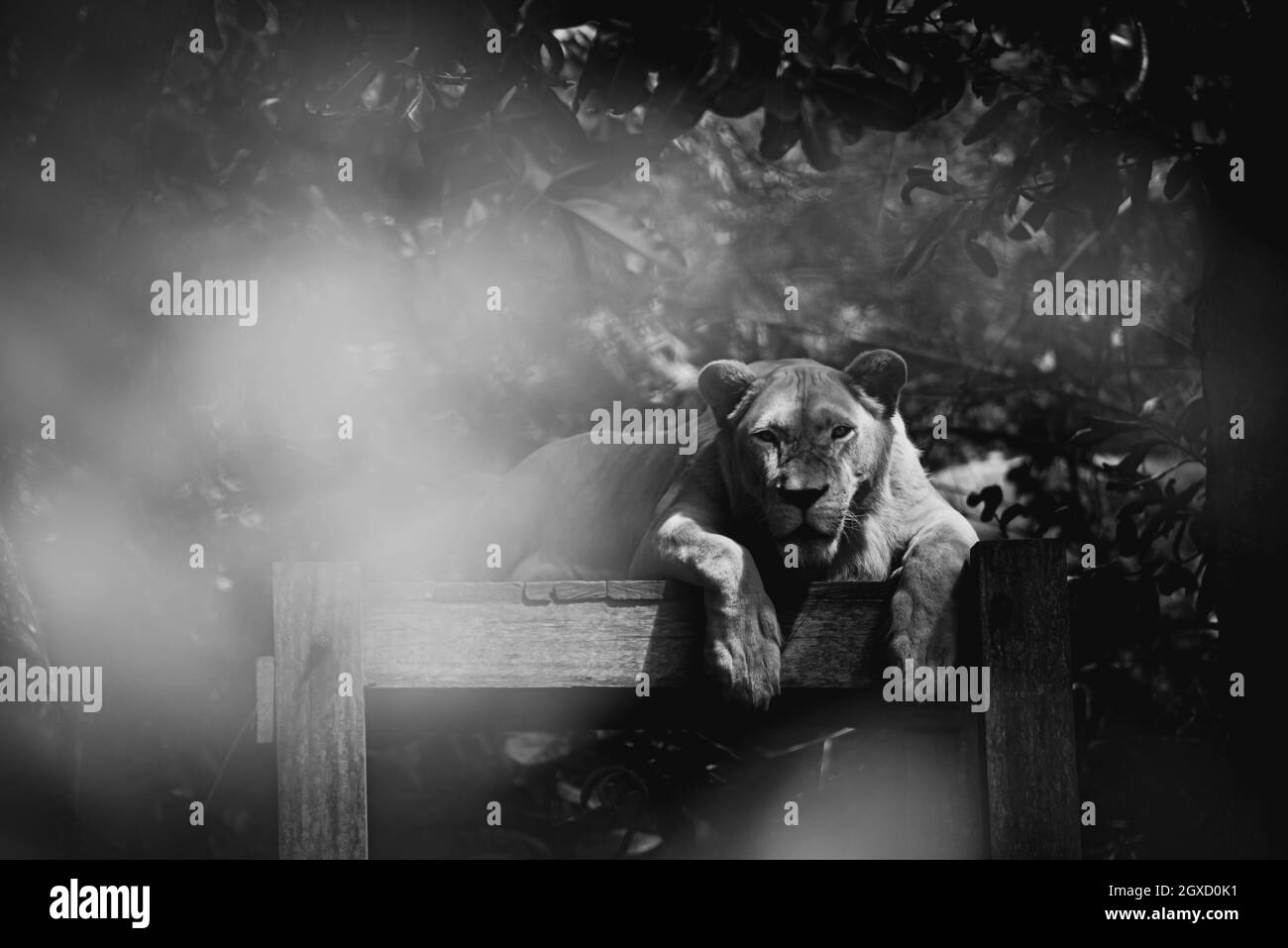 Il ritratto di una tigre bianca femminile che posa e guarda la telecamera in una scena in bianco e nero. Foto Stock