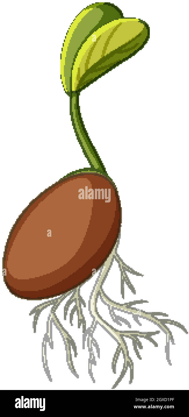 Seme germinazione stile cartoon su sfondo bianco Illustrazione Vettoriale