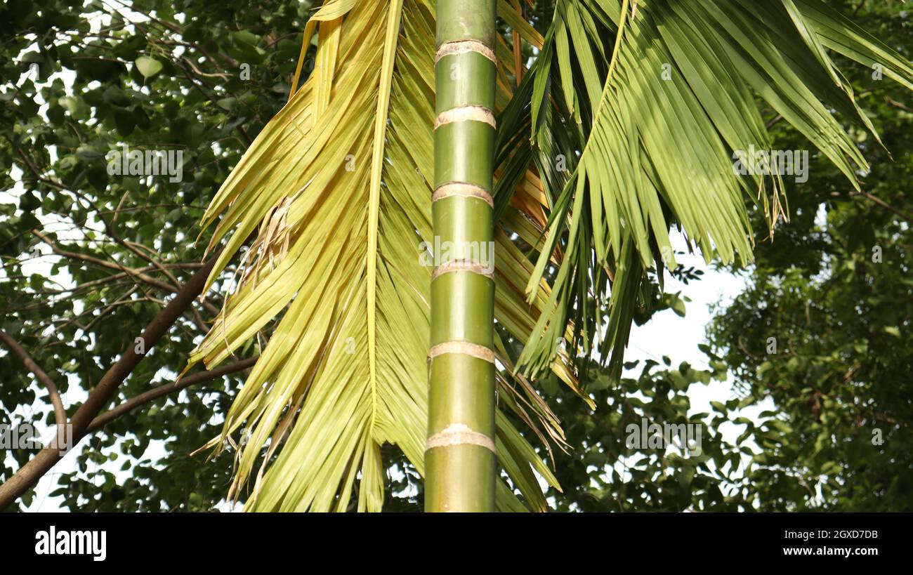 Il tronco dell'albero del gourd e le sue linee Foto Stock