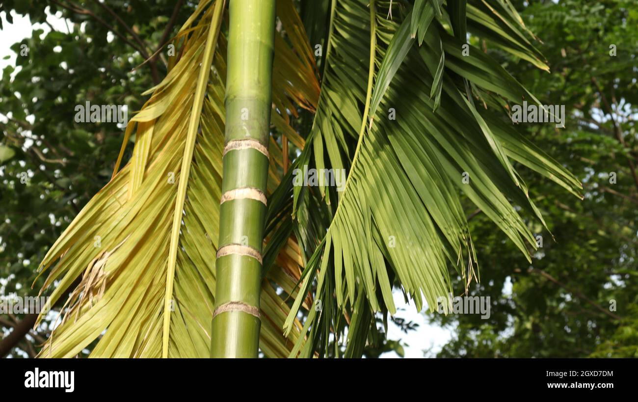 Il tronco dell'albero del gourd e le sue linee Foto Stock