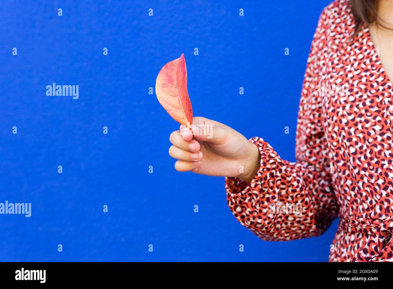 Femmina ritagliata e irriconoscibile in abito rosso che tiene la foglia d'autunno su sfondo blu Foto Stock