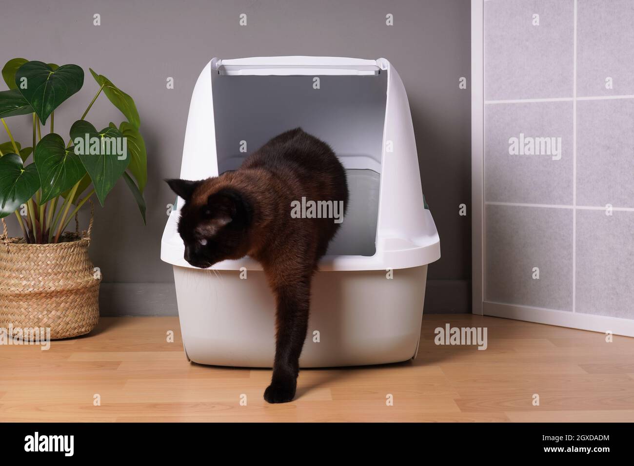 gatto al coperto marrone che esce dalla scatola chiusa della cucciolata in salotto Foto Stock