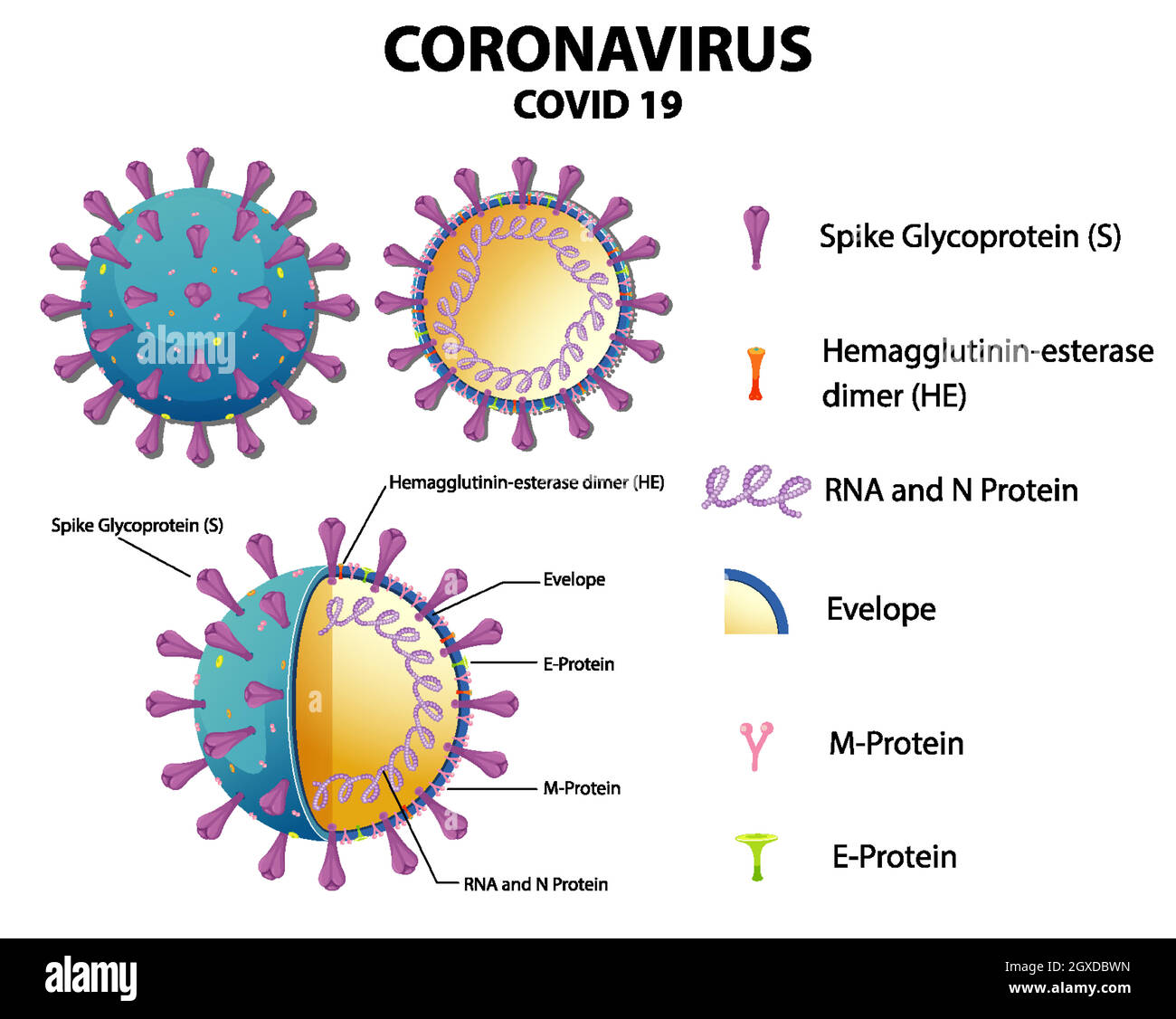 Diagramma della struttura delle particelle del virus Corona Illustrazione Vettoriale