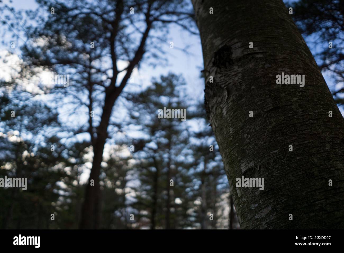 Vista ravvicinata ad albero Foto Stock