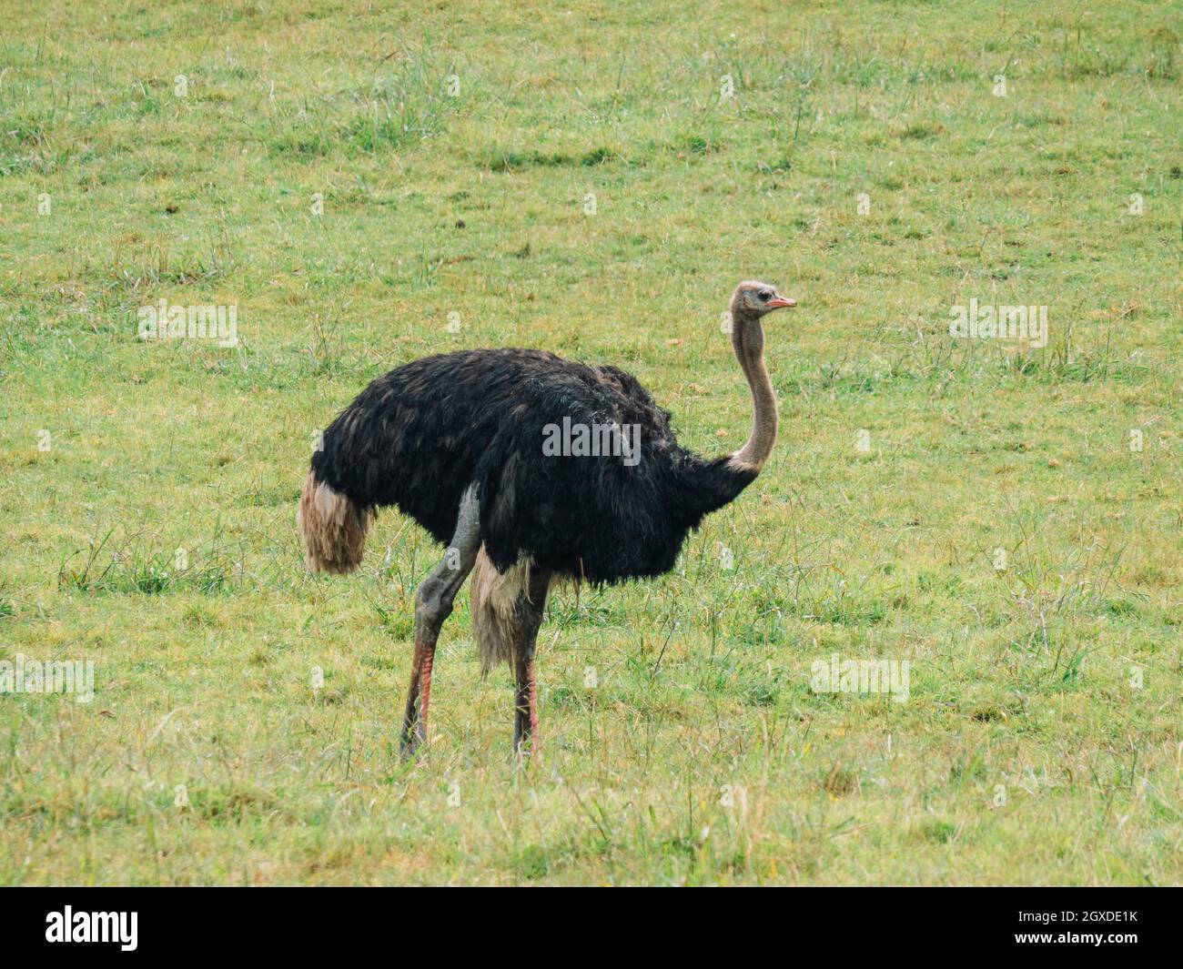 Struzzo africano con lungo collo grigio e piume nere in piedi sulla prateria il giorno d'estate Foto Stock