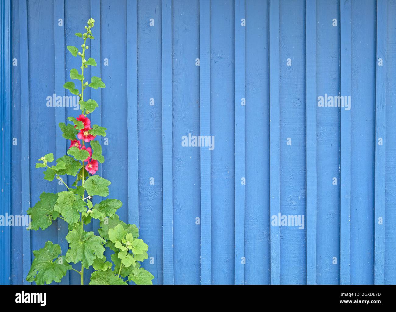 Fiore all'aperto in fiore contro la parete di legno blu con spazio copia Foto Stock