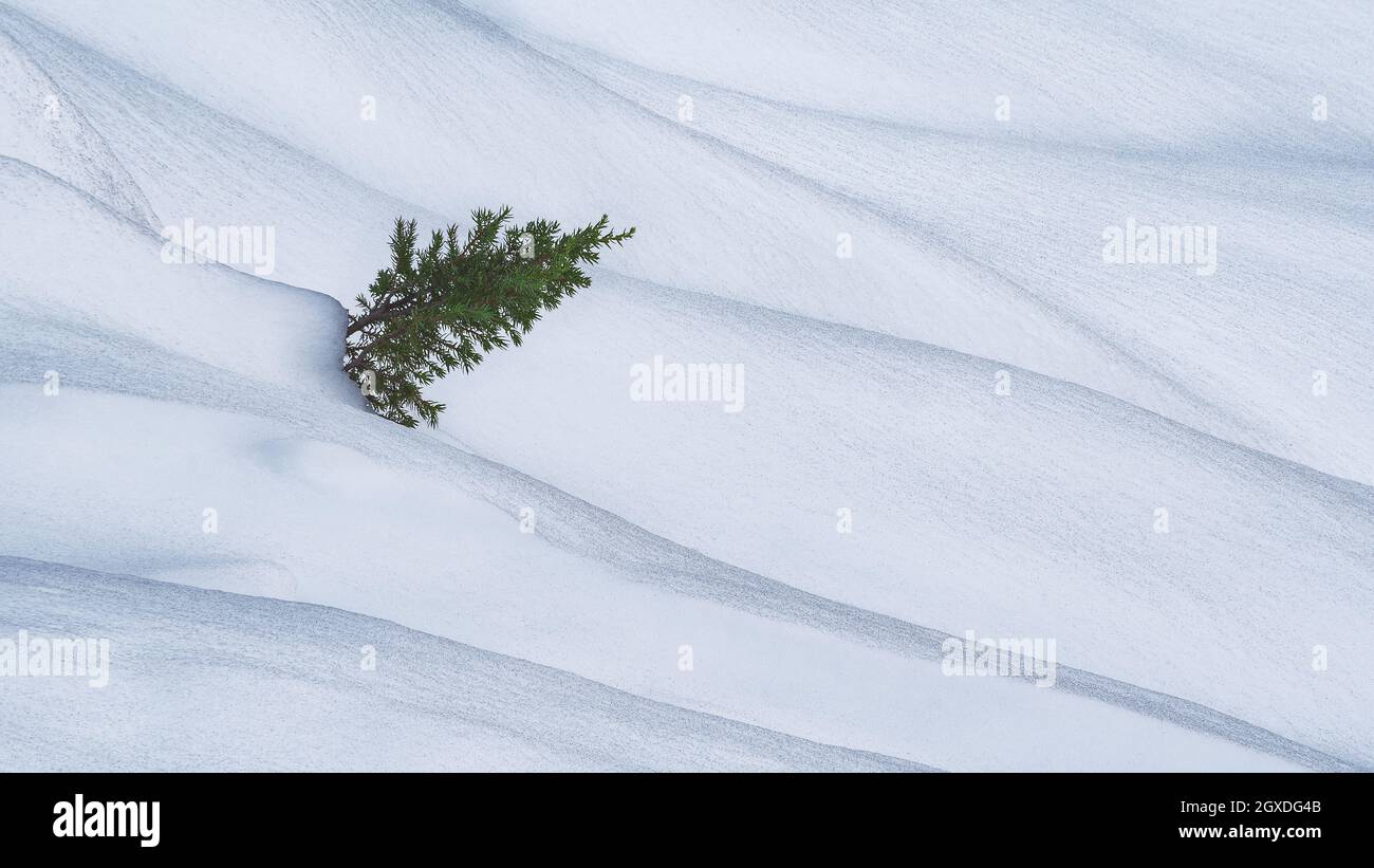 Conifere solitarie con aghi che crescono su rami tra nevicate nella natura invernale innevata Foto Stock