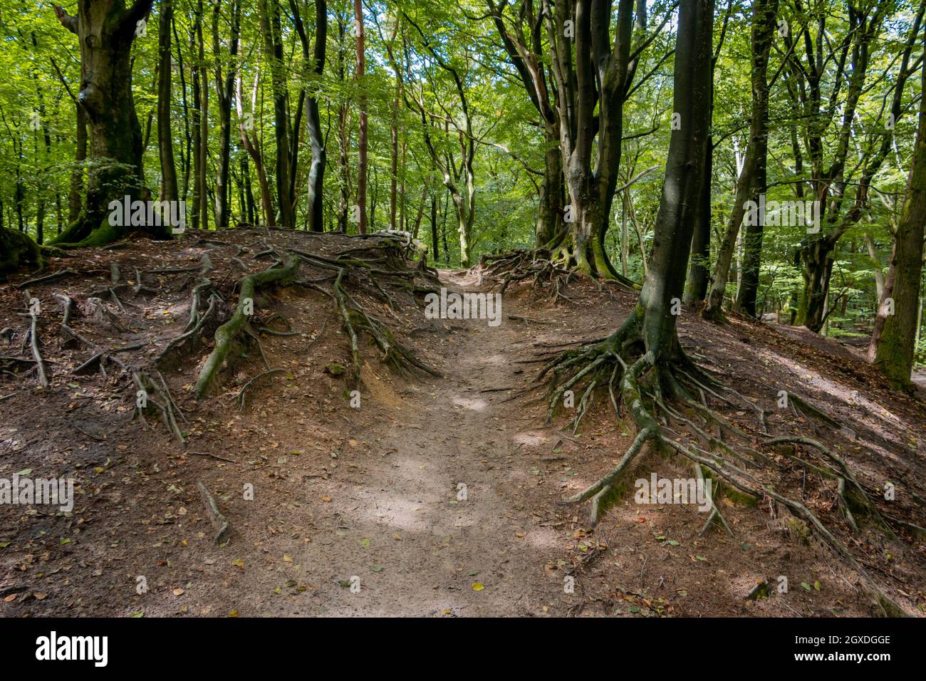 Camminando attraverso la foresta di Speulder sul Veluwe con i molti alberi storto, quindi anche conosciuta come la foresta danzante, provincia di Gelderland, nea Foto Stock