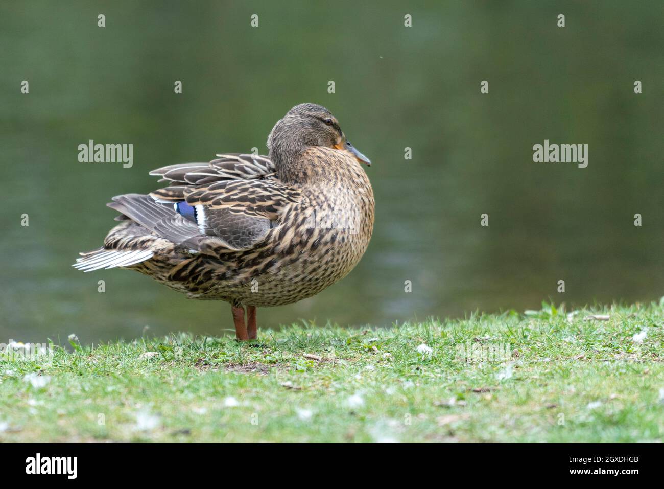 Un'anatra romps nel prato. Lei si ribalta le ali ed è molto attiva e agile. Foto Stock