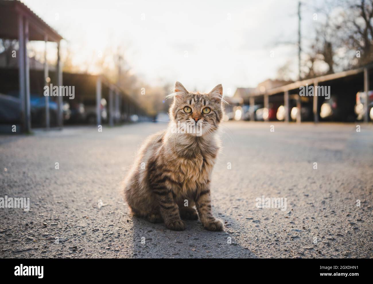 Gatto furry con lunghi whisker e strisce su pelliccia mentre passeggi nel parcheggio Foto Stock