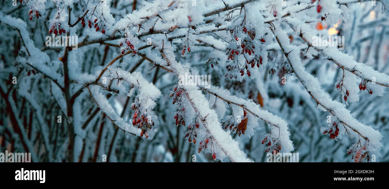 Bella coperta di neve, il cespuglio di rosa con bacche rosso brillante. Natura invernale, ambiente. Foto Stock