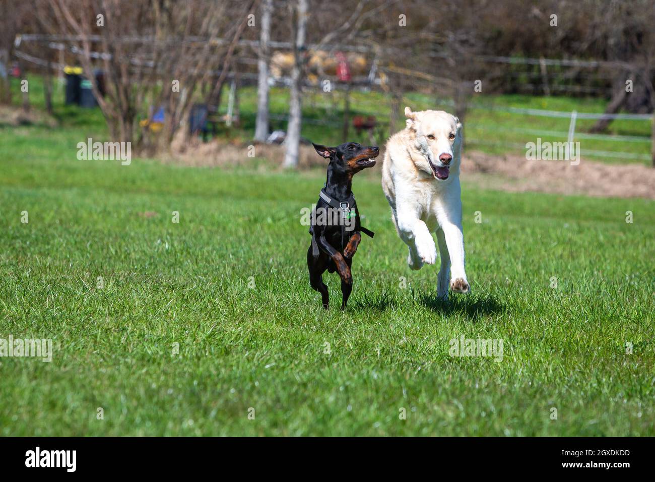 manchester terrier e maremmano fanno una gara su un prato Foto Stock