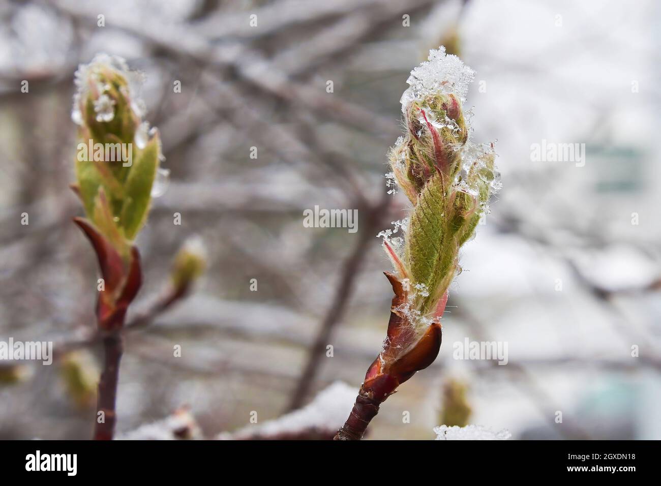 Rami ricoperti di neve spezzano gemme su un arbusto di saskatoon. Foto Stock