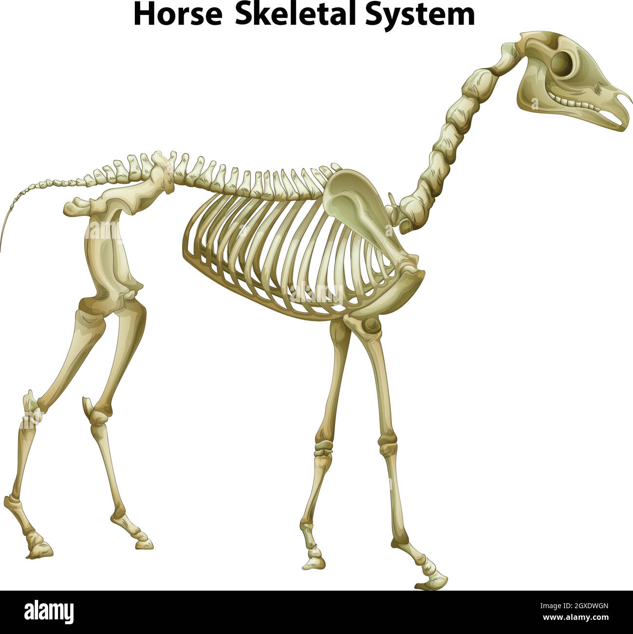 Sistema scheletrico equestre Illustrazione Vettoriale