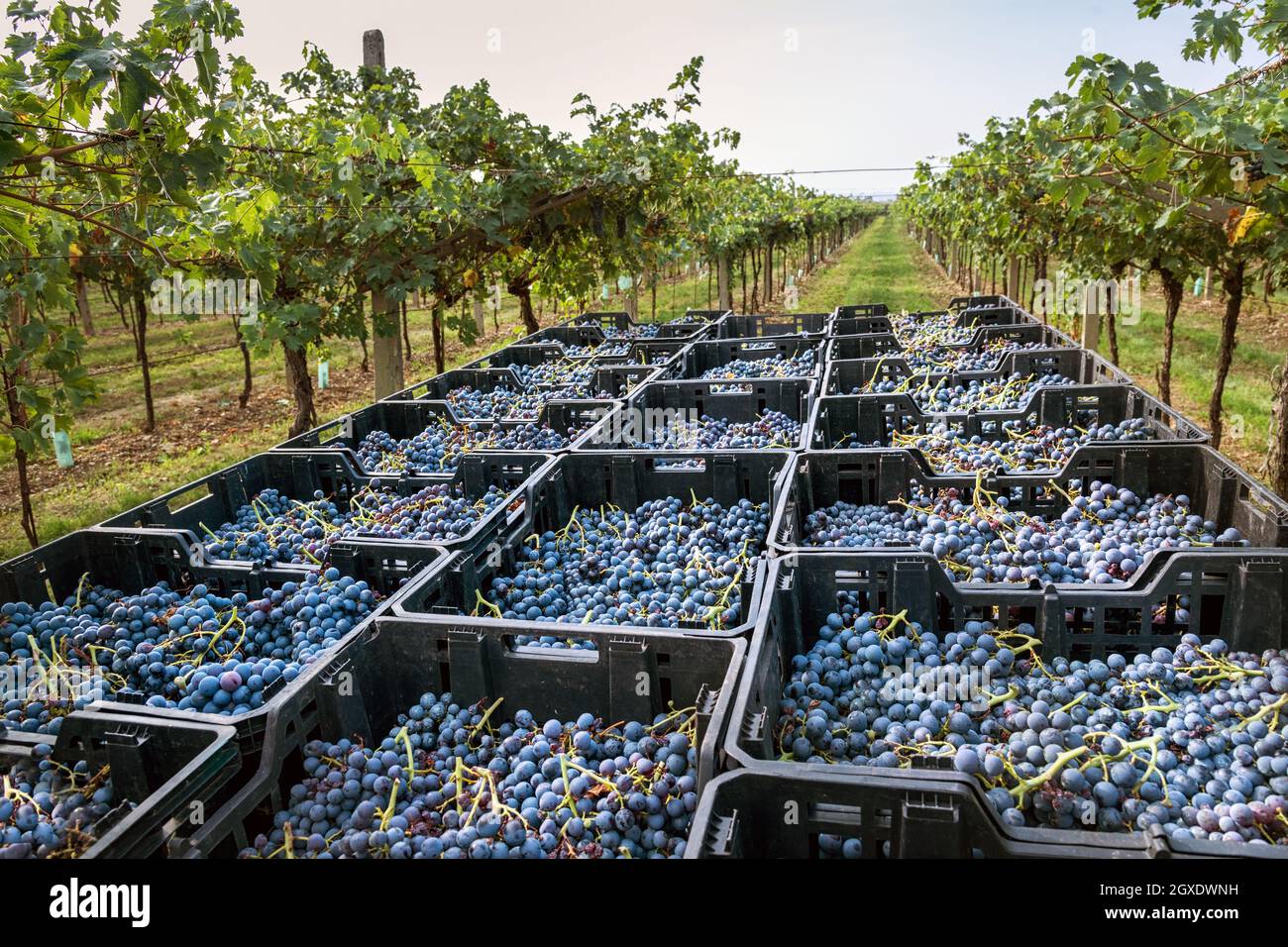 Vendemmia di uve nere caricate in casse di plastica in un vigneto italiano in una cantina rurale in una prospettiva sempre più ampia della frutta fresca Foto Stock