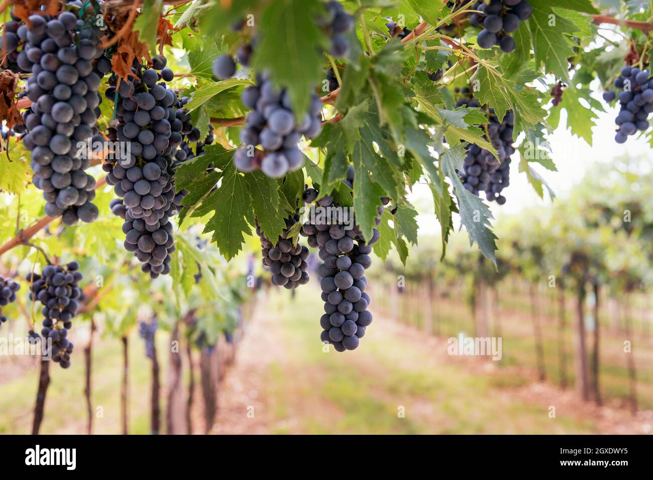 Grappoli di uve nere mature appese alla vite in un vigneto su una cantina pronta per la raccolta in un concetto di viticoltura e produzione di vino Foto Stock