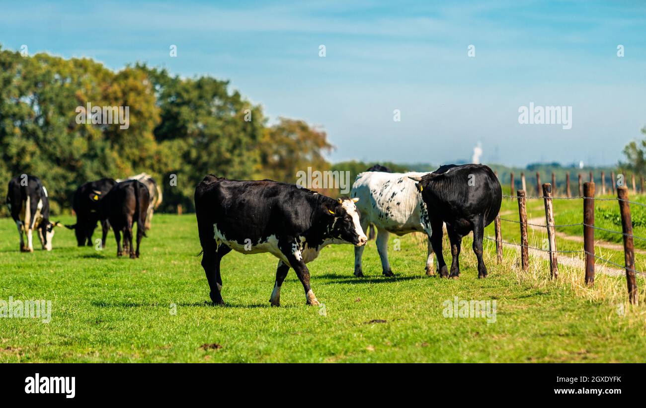 Bestiame nel prato. Mucche su un campo verde. Foto Stock