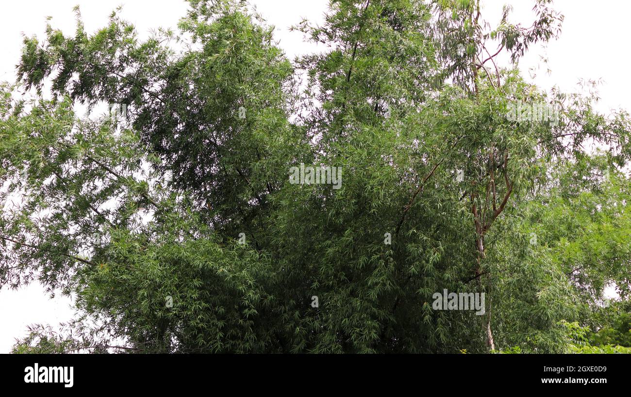 Albero di bambù leggermente asciutto e le sue foglie sempreverdi Foto Stock