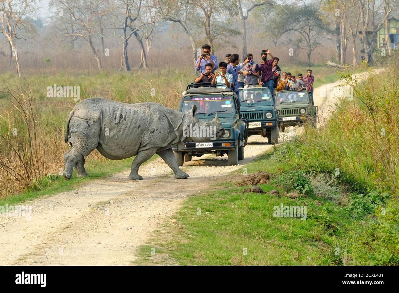 Indiano Rhino (Rhinoceros unicornis) attraversando la strada di fronte al turista, veicolo di viaggio. Kaziranga National Park, Assam, India, Asia Foto Stock