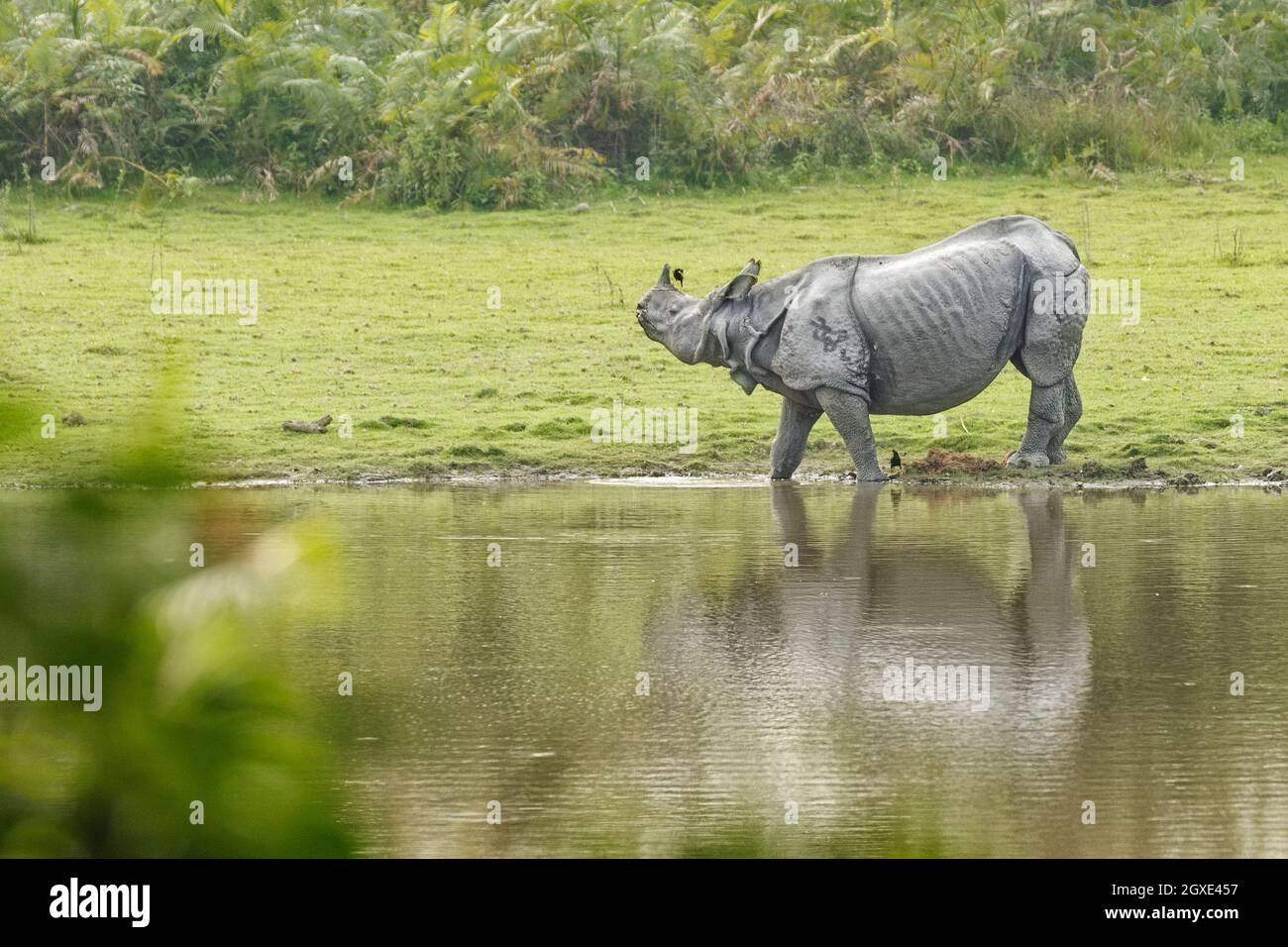 Rinoceronte indiano (Rhinoceros unicornis) guardando in macchina fotografica. Kaziranga National Park, Assam, India, Asia Foto Stock