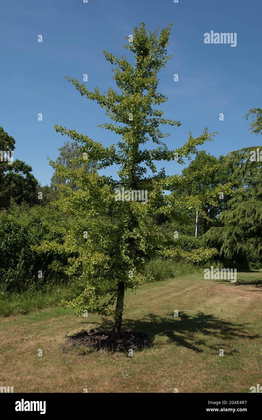 Foliage estivo di un albero di Maidenhair o Fossil deciduo (Ginkgo biloba) con un cielo blu brillante sfondo che cresce in un giardino in Devon, Inghilterra, Regno Unito Foto Stock