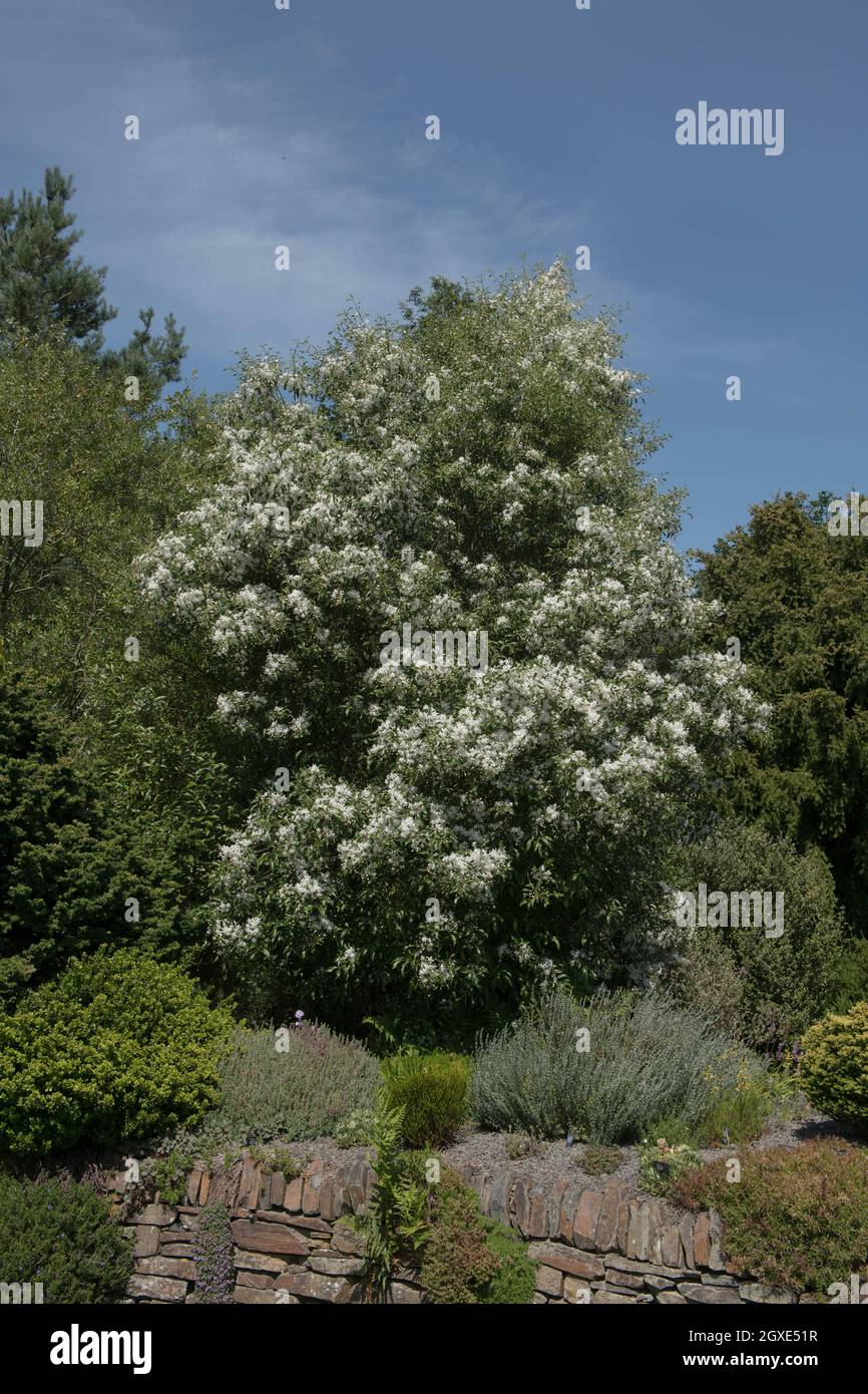 Estate fioritura Fiori bianchi di un Evergreen Long Leaved Lacebark o Ribbonwood Tree (Hoheria sexstylosa) con un luminoso Blue Sky background Foto Stock