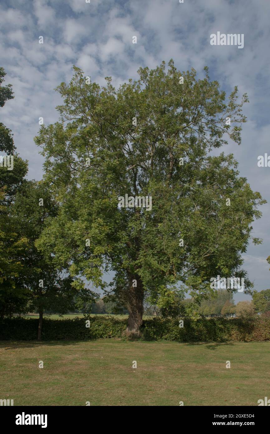 Campagna inglese tradizionale Primavera Paesaggio di un albero di cenere comune (Fraxinus excelsior) che cresce nella campagna rurale del Devon, Inghilterra, Regno Unito Foto Stock