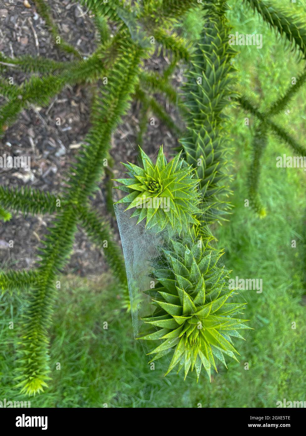 Prima mattina Spider's Web sul ramo di un albero di puzzle scimmia in un giardino nel Devon rurale, Inghilterra, Regno Unito Foto Stock