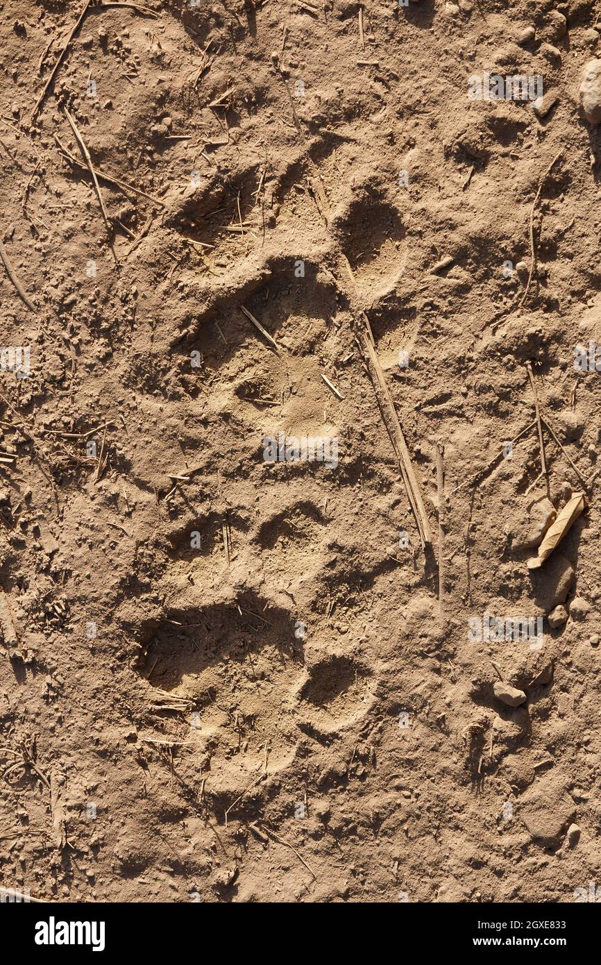 Piste della tigre di Bengalt. Ranthambore National Park, India Foto Stock
