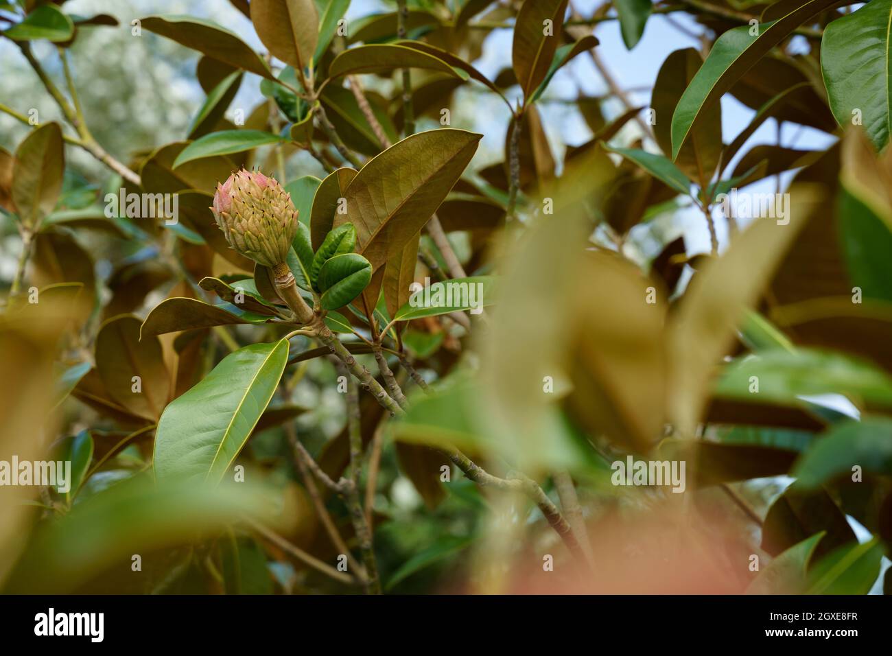 Ficus albero verde con germoglio e foglie verdi che crescono all'esterno. Sfondo verde naturale. Foto di alta qualità Foto Stock