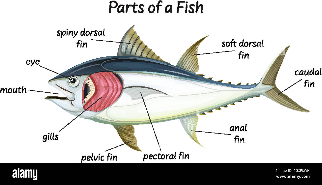 Scienza anatomia interna del pesce Illustrazione Vettoriale