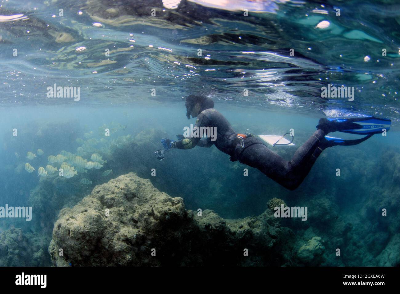 Il ricercatore misura la crescita del corallo e il pesce di indagine in Hanauma Bay, Oahu, Hawaii, USA Foto Stock
