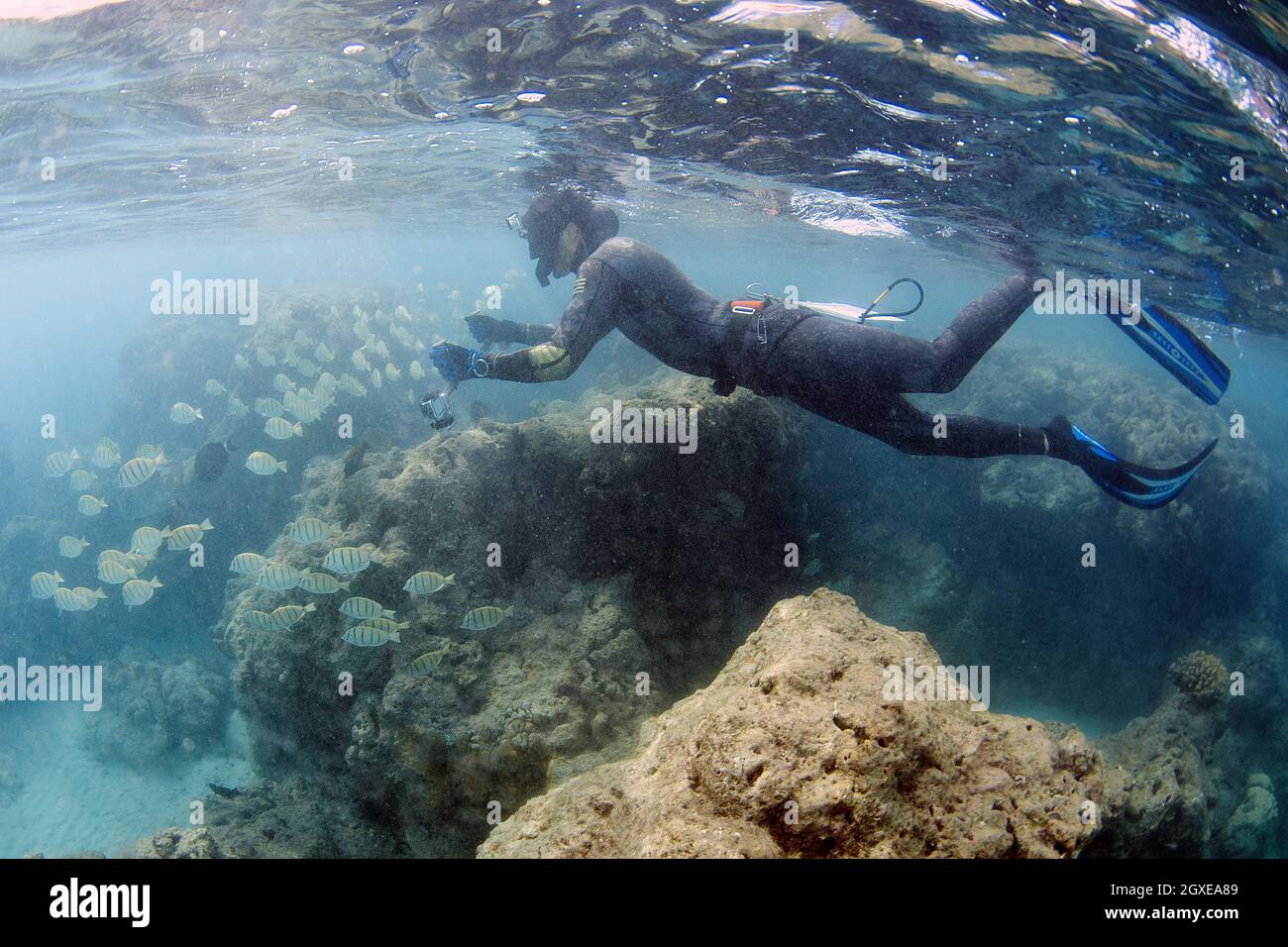 Il ricercatore misura la crescita del corallo e il pesce di indagine in Hanauma Bay, Oahu, Hawaii, USA Foto Stock