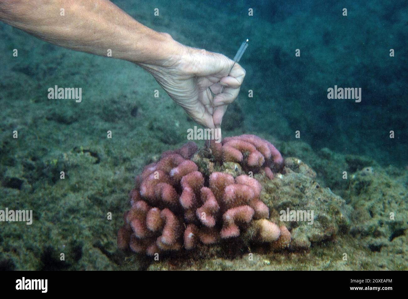 Il ricercatore misura la crescita del corallo e il pesce di indagine in Hanauma Bay, Oahu, Hawaii, USA Foto Stock