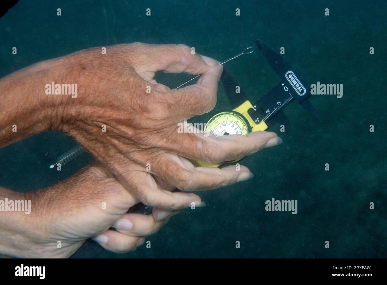 Il ricercatore misura la crescita del corallo e il pesce di indagine in Hanauma Bay, Oahu, Hawaii, USA Foto Stock